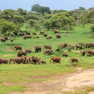 En stor flok elefanter i Tarangire Nationalparken i Tanzania