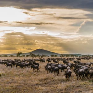Gnuvandring i Serengeti Nationalparken Tanzania