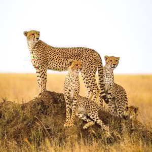 Geparder på et myretue i Serengeti Nationalparken Tanzania