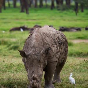 RhinosInLakeNakuruNationalParkKenyaAfrica