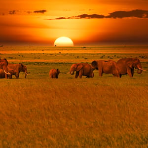 Elephants,And,Sunset,In,The,Tsavo,East,And,Tsavo,West