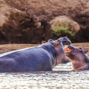 Hippo,In,Tsavo-west,National,Park,,Kenya,Africa