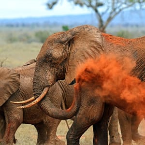 Elephants,Tsavo,East,National,Park,In,Kenya
