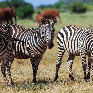 Zebras.,Tsavo,East,National,Park.,Kenya.