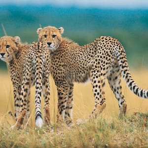 2 cheetahs downloaded