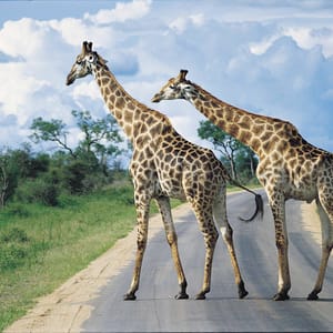 2 giraf pa vej