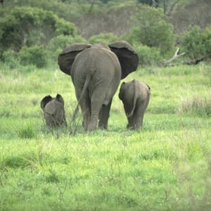 3 elefanter bagfra