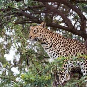 Leopard spottet på game drive