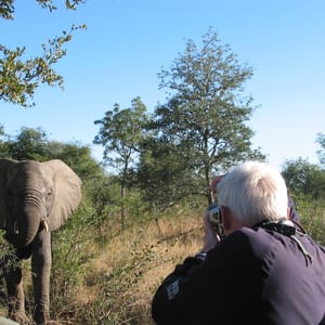 Møde med elefant i Kruger