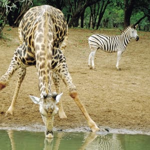giraf drikker