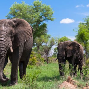 En flok elefanter i bushen i Greater Kruger