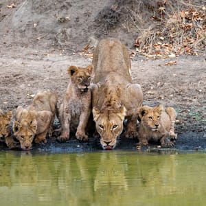 Løve familie drikker vand i Greater Kruger