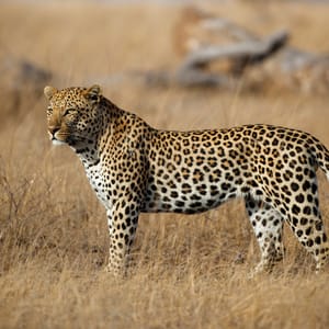 Han Leopard i Greater Kruger Park
