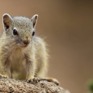 Egern i Kruger Nationalparken