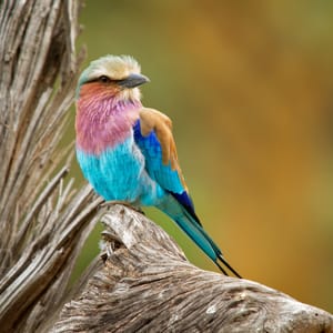 Lailac-Breasted Roler i Greater Kruger