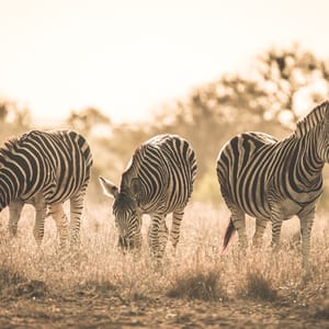 Zebra i eftermiddags sol på safari