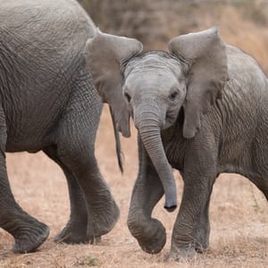 Elefant baby i Greater Kruger