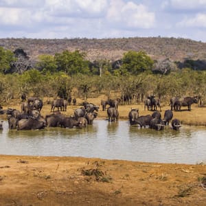En stor flok bøfler i vandhullet i Greater Kruger