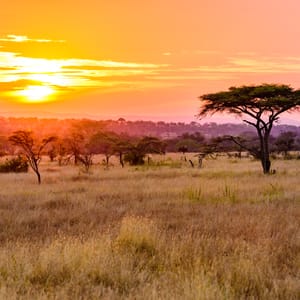 Solnedgang over Serengeti