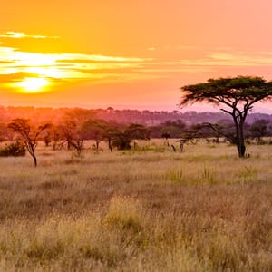 SunsetInSavannahOfAfricaWithAcaciaTreesSafariIn