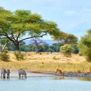 Vandhul i Tarangire Nationalparken med Zebra og Impala
