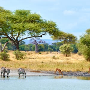 AfricanSceneryWithZebrasAndGazelleDrinkingWaterFromRiver