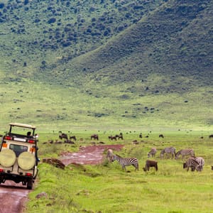 AnimalObservationFromTheCarOfCountlessWildebeestAndZebras