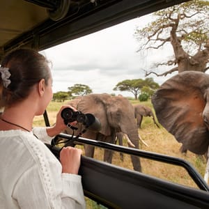 Dame i safaribil med Elefanter tæt på i Tarangire Nationalparken