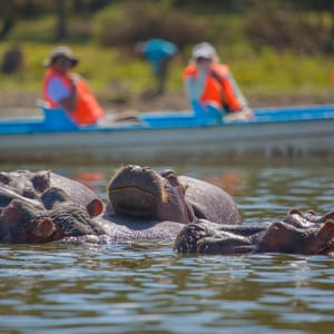 HippopotamusLakeNaivasha