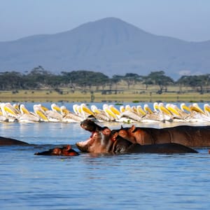 HipposAndPelicansInTheLakeLakeNaivashaNationalPark