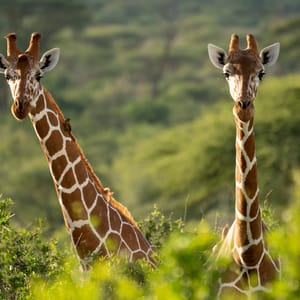 TwoRothschildsGiraffeStandingTogetherInTheWild-kenya
