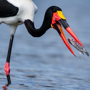 SaddleBilledStorkeFishingAtLakeNaivashaInKenya