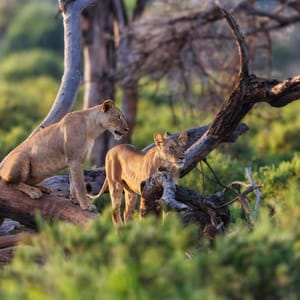 HungryLionessesInDryTreesWatchingForSomethingToHunt