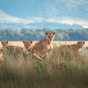 BeautifulLionPhotographedOnTheVastSavannahPlainsOfThe