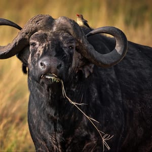 AnAfricanBuffaloInAFieldInMasaiMaraKenya