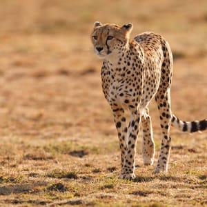 CheetahInTheMaasaiMaraAfrica
