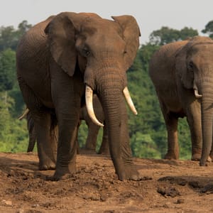 ForestElephantsInArkLodge