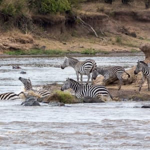 AHerdOfZebraCrossTheMaraRiverDuringThe