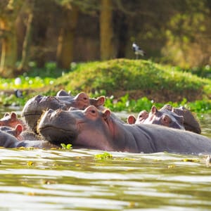 HippopotamusShowingOverTheWatersOfLakeNaivasha