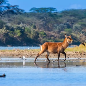 LakeNaivashaAfricaKenya
