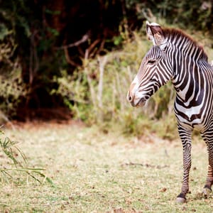 GreasyZebrasInSamburuNationalReserveInKenya