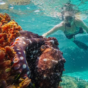 Snorkling ved Thonga Beach Lodge