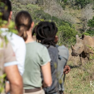 Gå safari i Hluhluwe iMfolozi Game Reserve