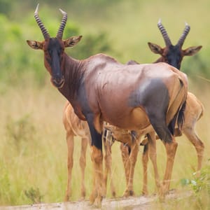 Topi i Lake Mburo i Uganda