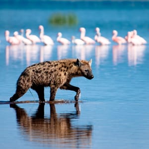 Plettet Hyæne i Lake Nakuru Nationalparken Kenya