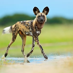 Vildhund i vandet i Okavango Deltaet Botswana