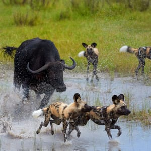 Bøffel jager Vildhundene i Okavango Delta Botswana