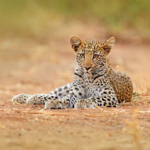 Ung leopard i Hwange Nationalparken