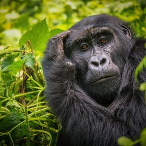 Portræt af en hun Gorilla i Bwindi skoven