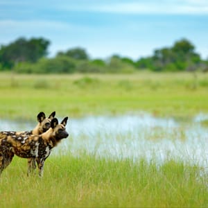 Vildhundene i Okavango Deltaet